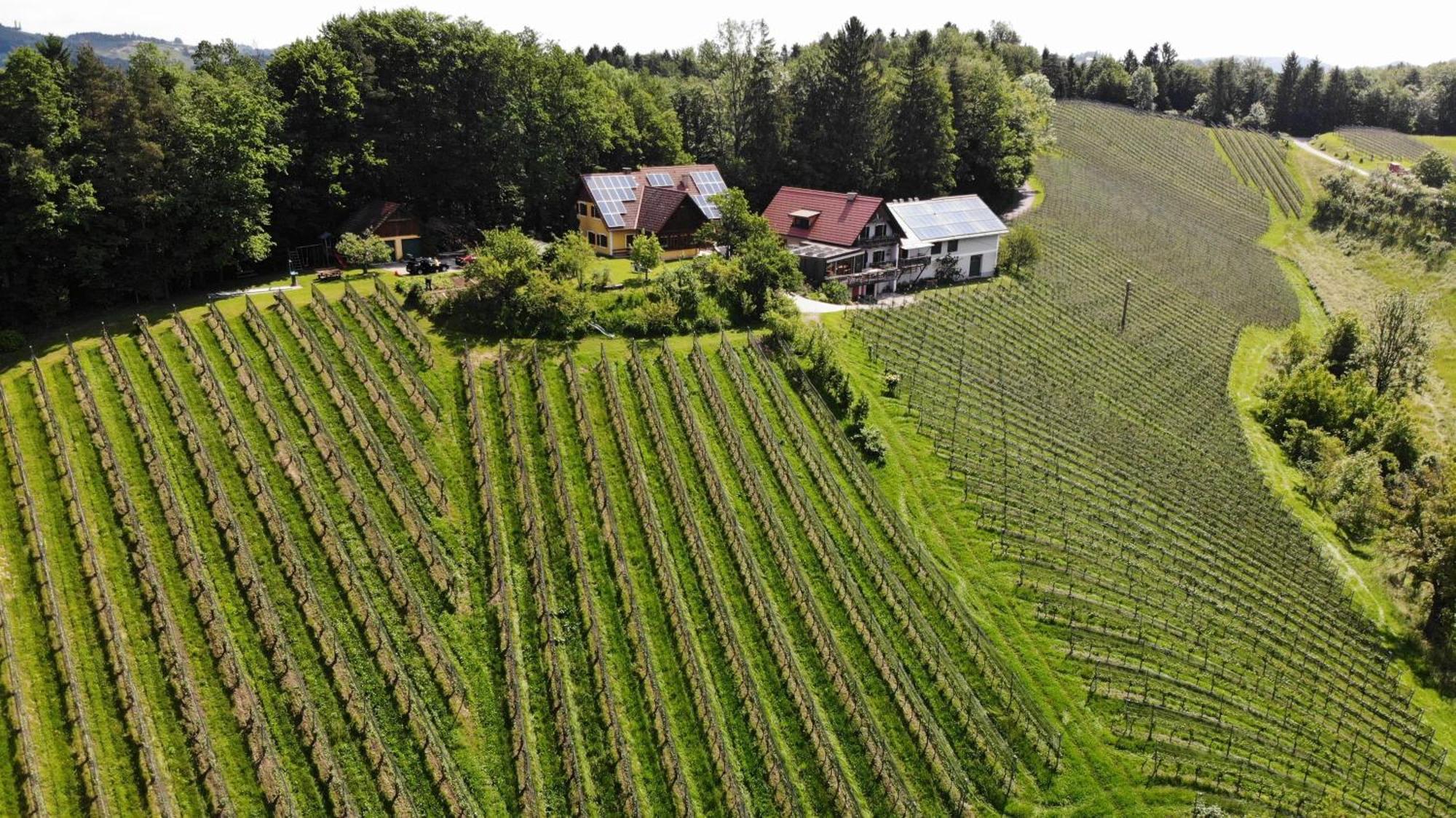 Bed and Breakfast Weingut Spitzypeitler Лойчах Экстерьер фото